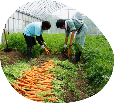 「アゲインファーム」農業の魅力|栽培や収穫に携わることで、忍耐力が身に付きます