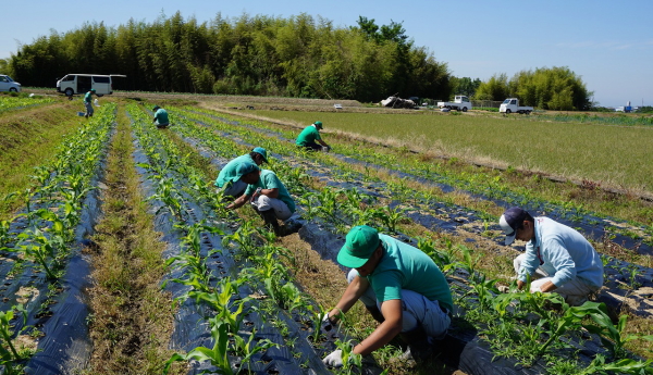 最初はみんな未経験ですが、月日を重ねていくうちに、それぞれの野菜の特徴や栽培方法の違いなどを知ることができます。