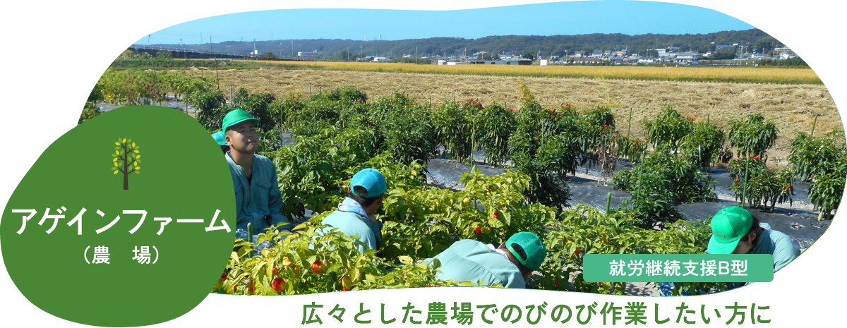 アゲインファーム（農場）｜野菜が日一日と成長する 感動を味わってみませんか？
