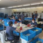 7月上旬の出荷野菜🌞